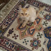 گربه پرشین