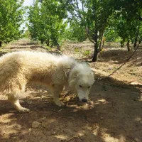 سگ پا کوتاه خیلی آدمی