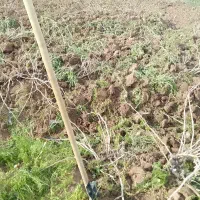 کارگرکنتراتی .بیل زنی باغ.کاشت هندوانه .نشا