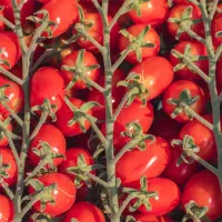 بذر گوجه زیتونی
