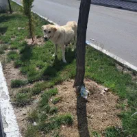 سگ مهربان گله