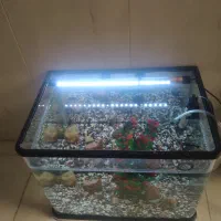 اکواریوم شیشه خم شرکتی ب همراه وسایل و ماهی