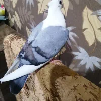 کبوتر موشی سینه فر