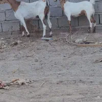 بزباکهره نر