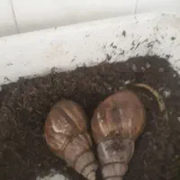 فروش حلزون کلاژن ساز