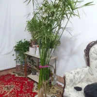نخل مرداب