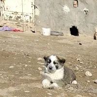 توله قدر جونی