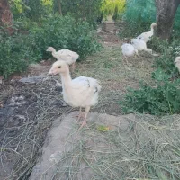 جوجه بوقلمون محلی