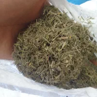 اویشن باریک کوهی درجه یک