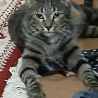 گربه dsh