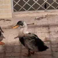 اردک|حیوانات مزرعه|یزد, |دیوار