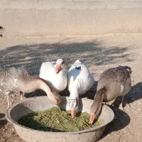 غاز دورگه واردک نر
