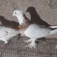 کفتر  طوقی هفرنگ کاکلی  سبز پاپر  ۲عدد