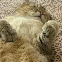 گربه اسکاتیش فولد رنگ خاص ماده