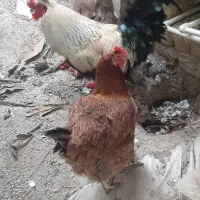 مرغ خروس محلی