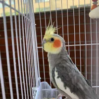 عروس هلندی سخنگو