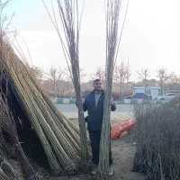 تمامی انواع نهال های صنوبر یک سال دو سال