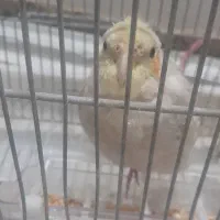 عروس هلندی بزرگ