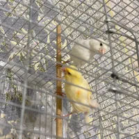 قناری|پرنده|سقز, |دیوار