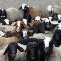 شیشک  گوسفند.   خرید حضوری و ارسال  درب منزل