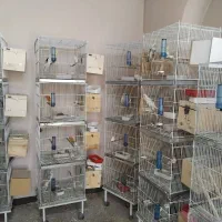 سالن عروس هلندی طوطی معاوضه ابزار برقی