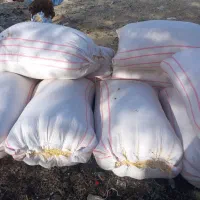 سلام کاه سفید کردستان کیسه ۵۸کیلو