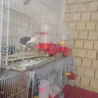 قفس جفتگاه