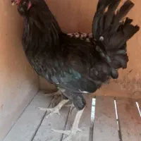 مرغ و خروس گلین اصل