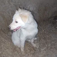 پیدا شده
