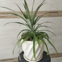آناناس گل زینتی