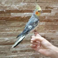 عروس هلندی نر