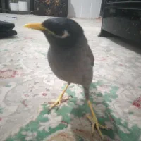 مرغ مینا