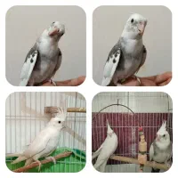 عروس هلندی