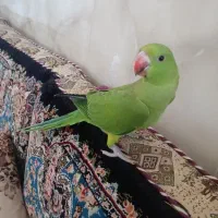 جوجه ملنگو نر چلوندنی