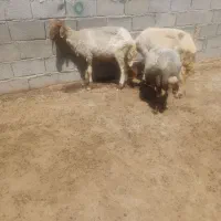 گوسفند‌ و‌ بره