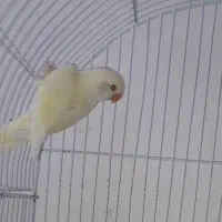طوطی برزیلی کرمینو