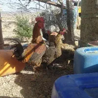 مرغ