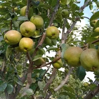 گلابی درگزی و مصری