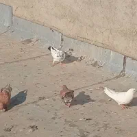 کبوتر فروشی  دونه ای ۱۸۰ت