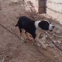 واگذاری حیوان توله سگ