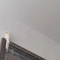 عروس هلندی