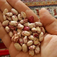 لوبیا چیتی