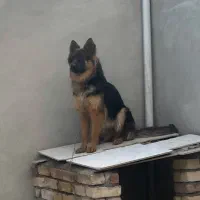 سگ ژرمن