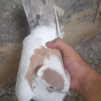 کفتر صید|پرنده|مشهد, چهنو|دیوار