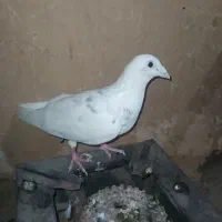 پلاکی نر
