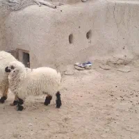 بره نر|حیوانات مزرعه|هامون, |دیوار