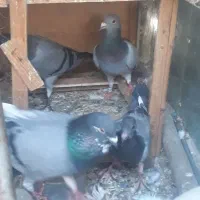 کفتر مسافتی نروماده همراه جوجه هاشون