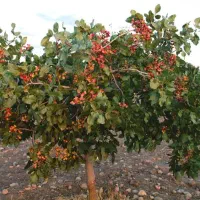 آب و زمین پسته