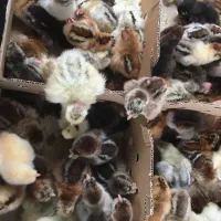 جوجه گردن لخت ساده