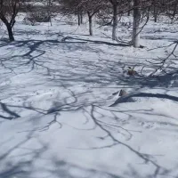 باغ خانه سند ثبتی سپیدارمرکزی